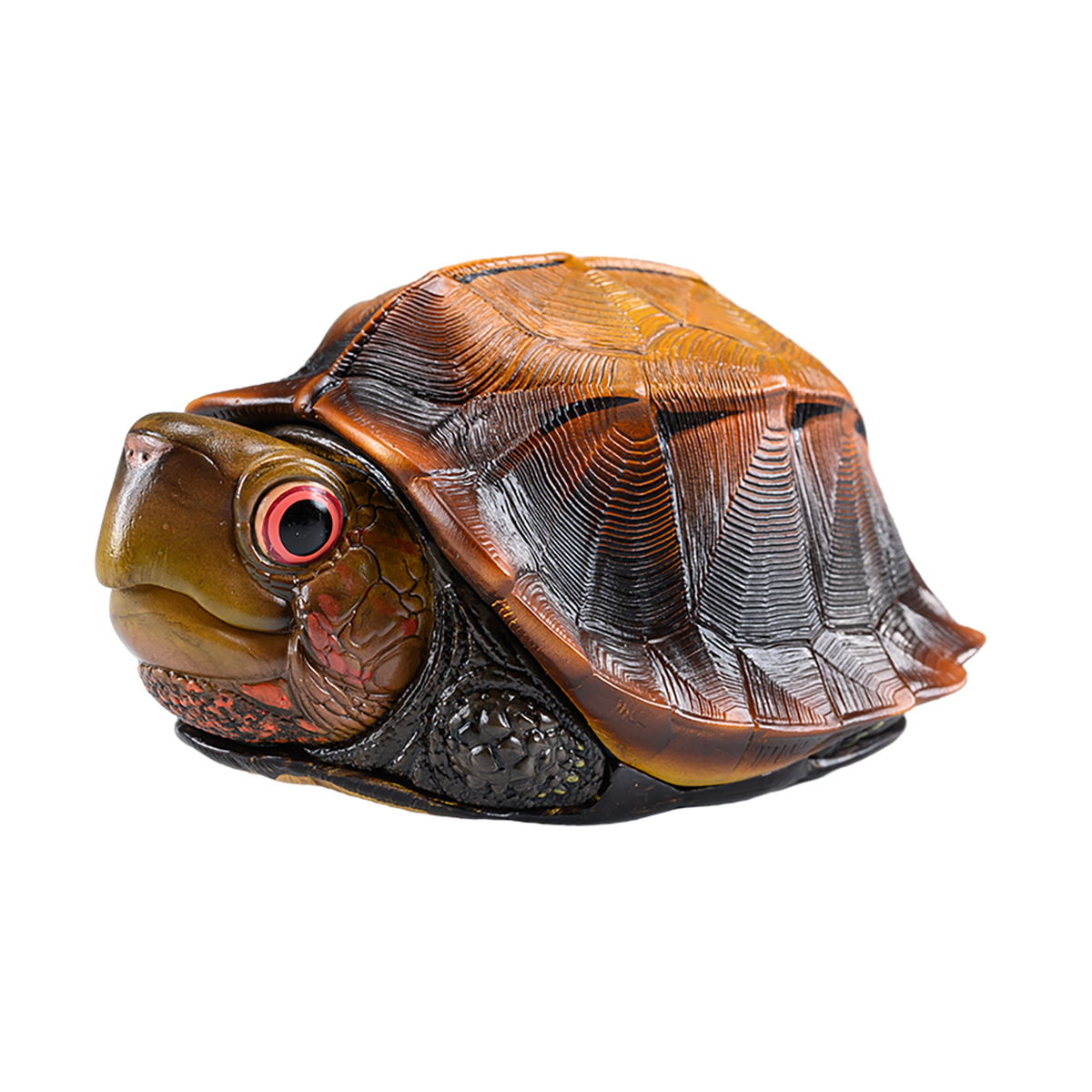 AHB Series 19 / Cuora mouhotii - Jagged-shelled Turtle / Turtle