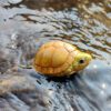 AHB Series 19 / Mauremys mutica - Yellow Pond Turtle / Turtle