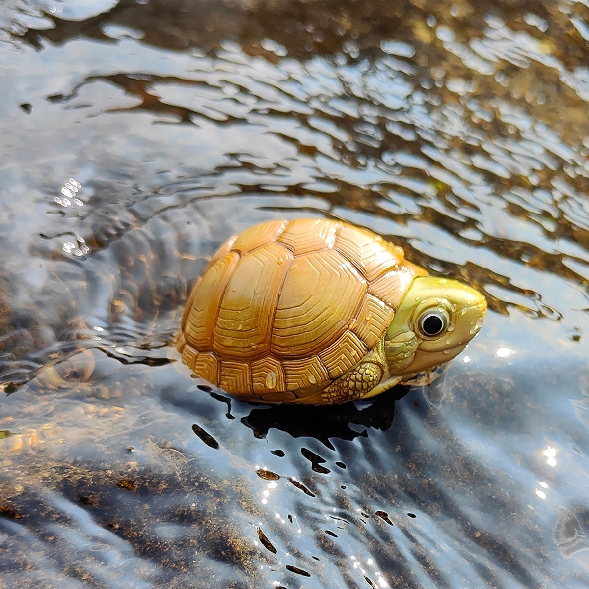 AHB Series 19 / Mauremys mutica - Yellow Pond Turtle / Turtle