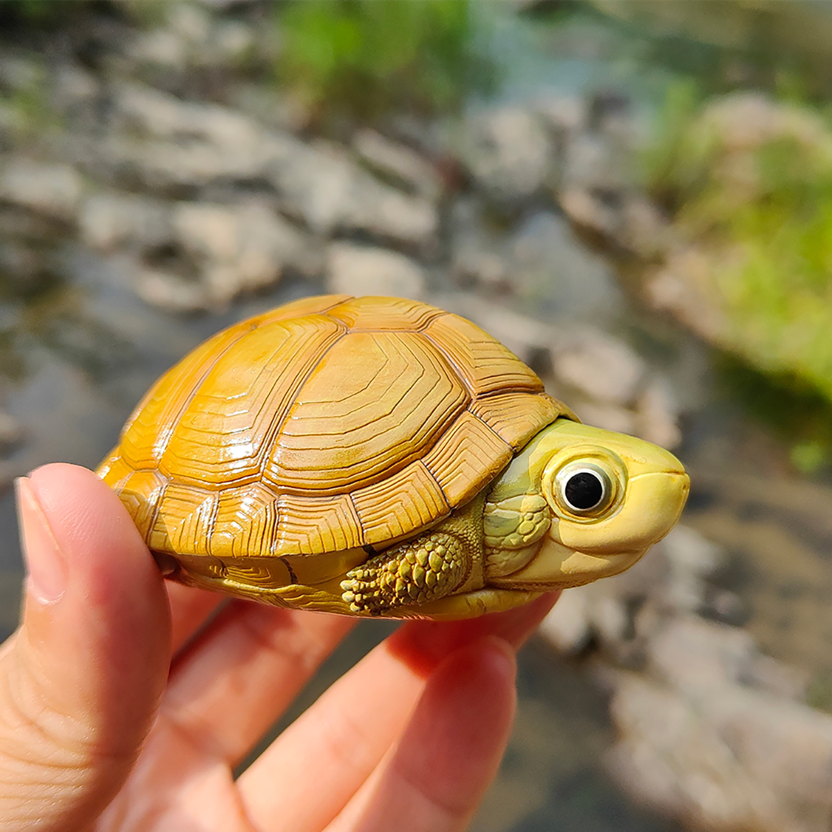 AHB Series 19 / Mauremys mutica - Yellow Pond Turtle / Turtle