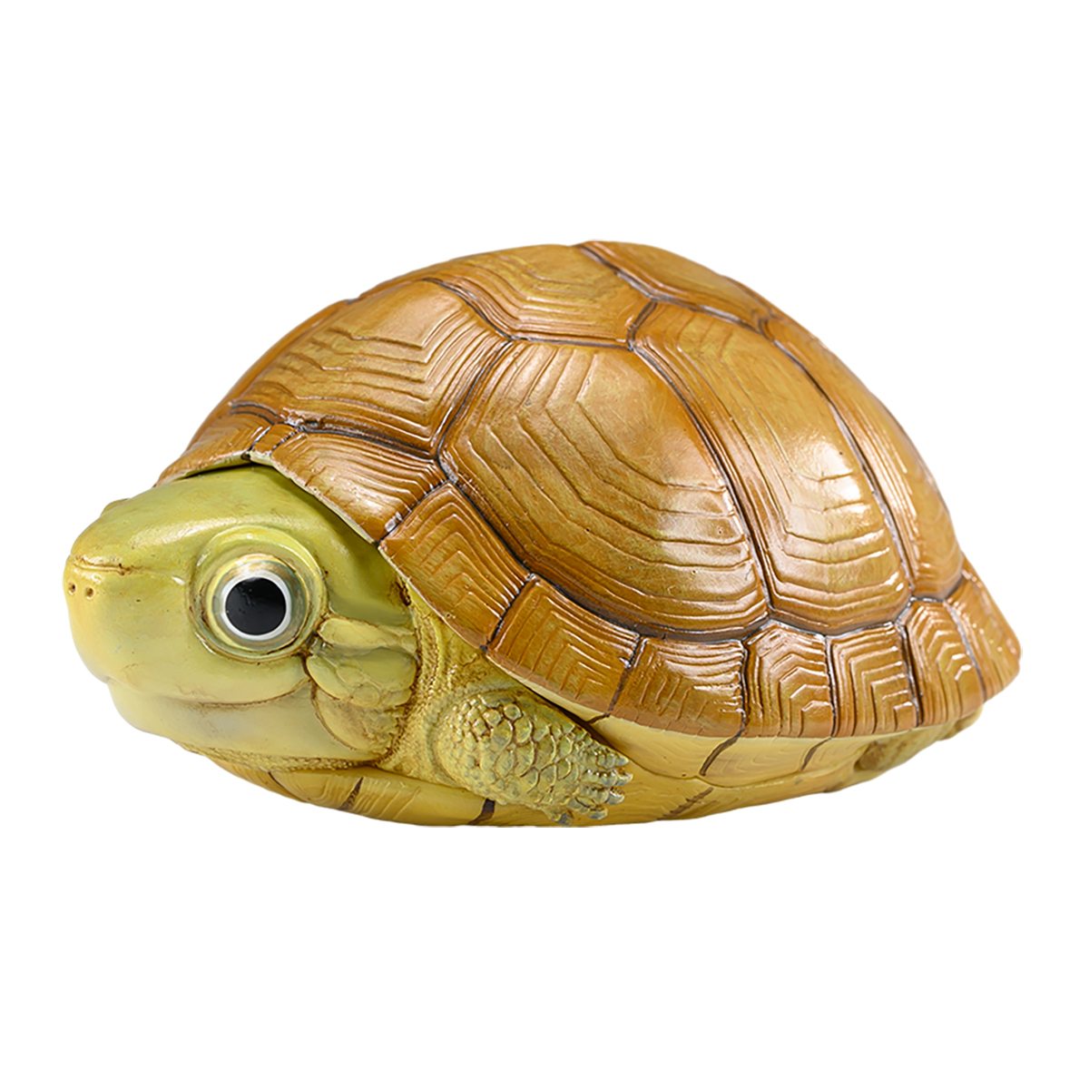 AHB Series 19 / Mauremys mutica - Yellow Pond Turtle / Turtle