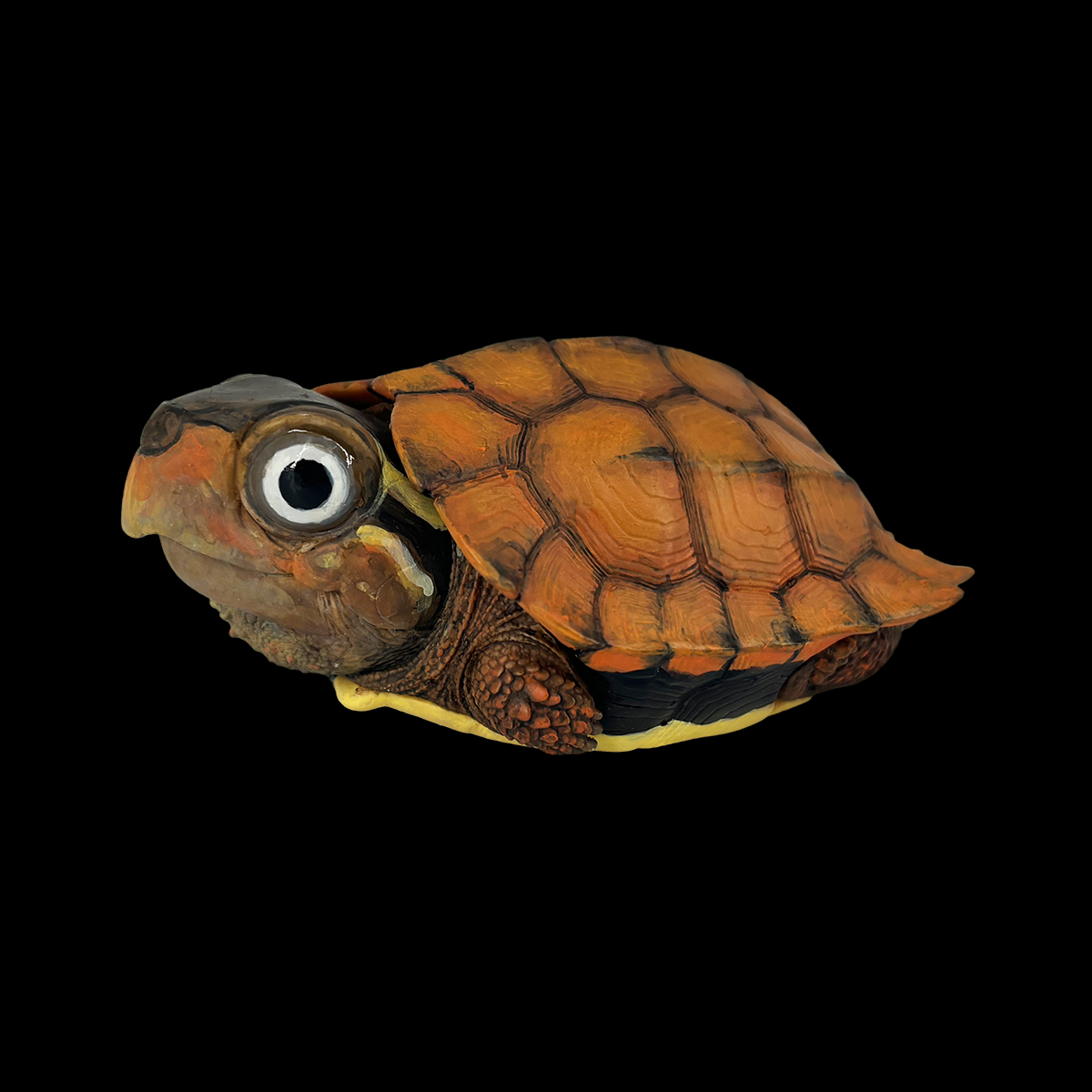 AHB Series 19 / Geoemyda spenglri - Vietnamese Leaf Turtle / Turtle