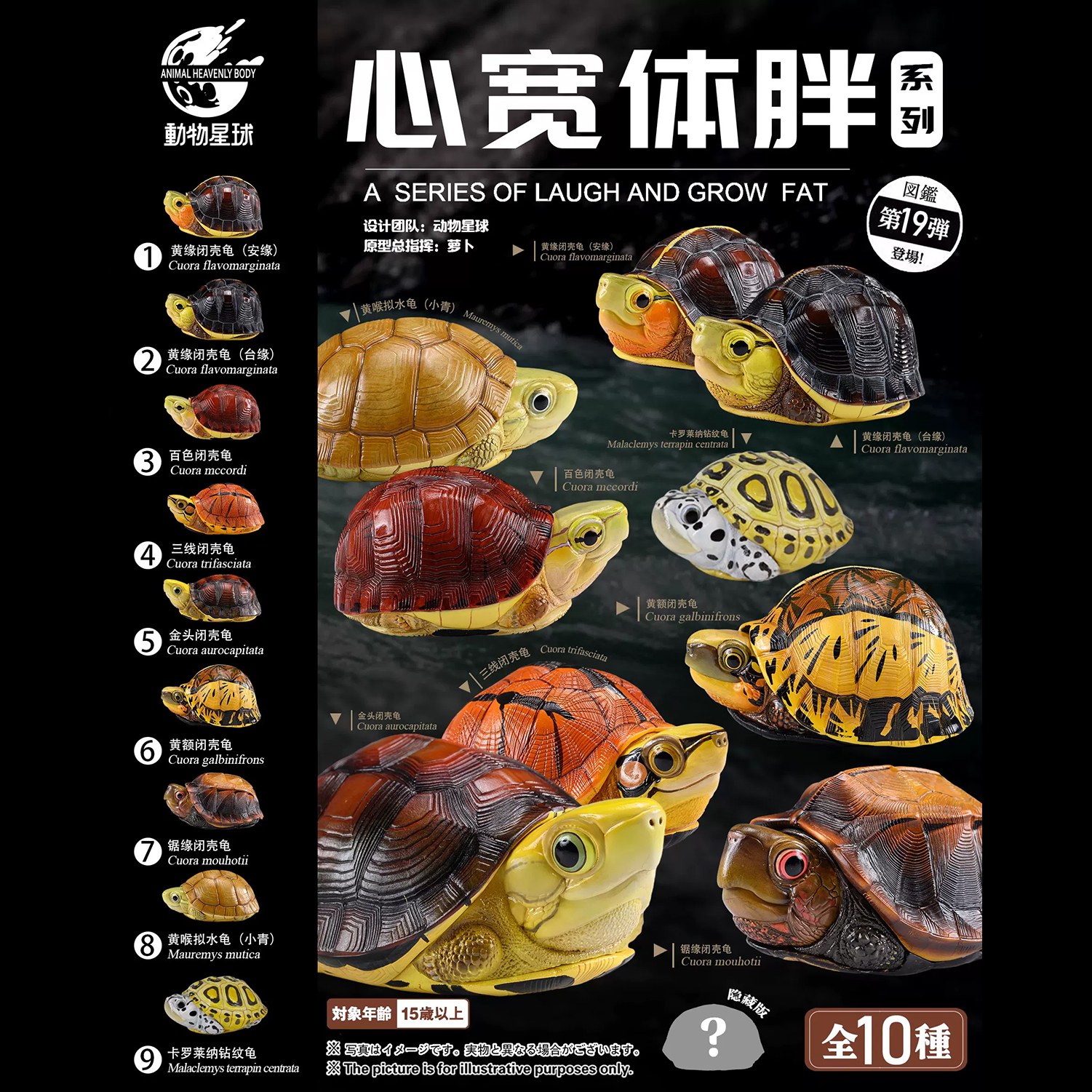 AHB Series 19 - McCord&rsquo;s Box Turtle – Cuora mccordi | Turtle