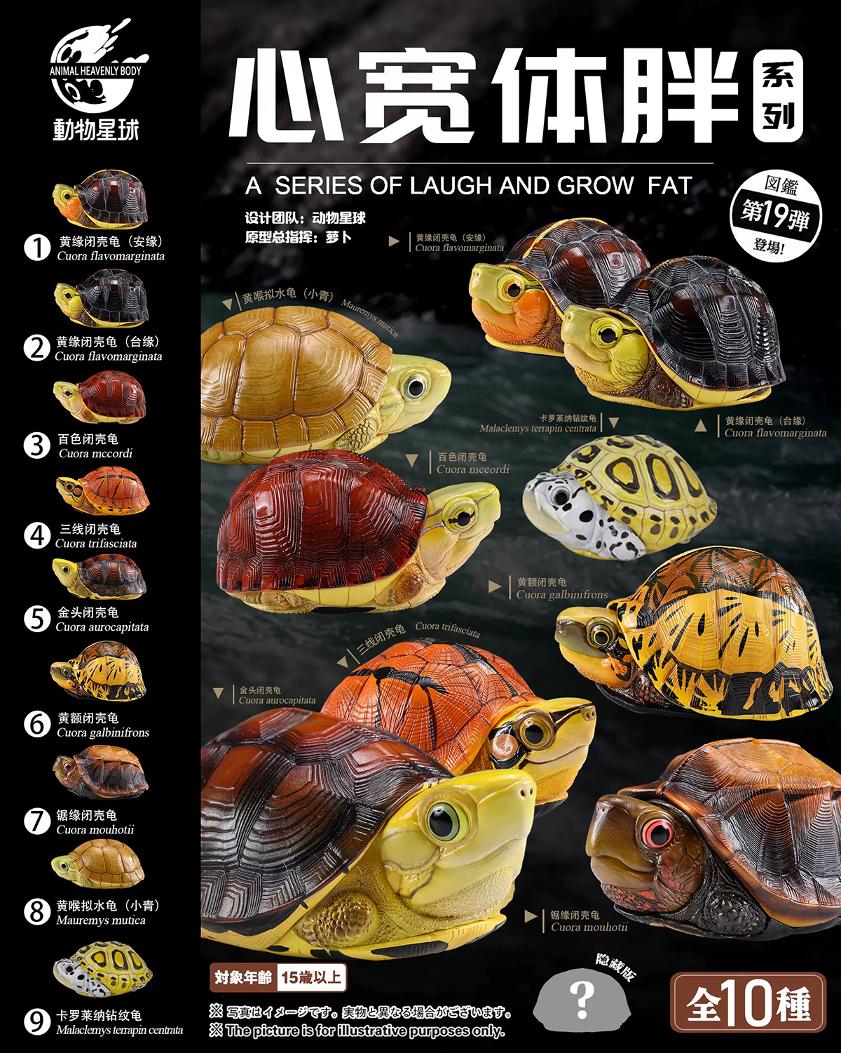AHB Series 19 / Geoemyda spenglri - Vietnamese Leaf Turtle / Turtle