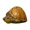 AHB-V8-02_01-9f7187b1 AHB Series 8 - Razor-backed Musk Turtle – Sternotherus carinatus | Turtle