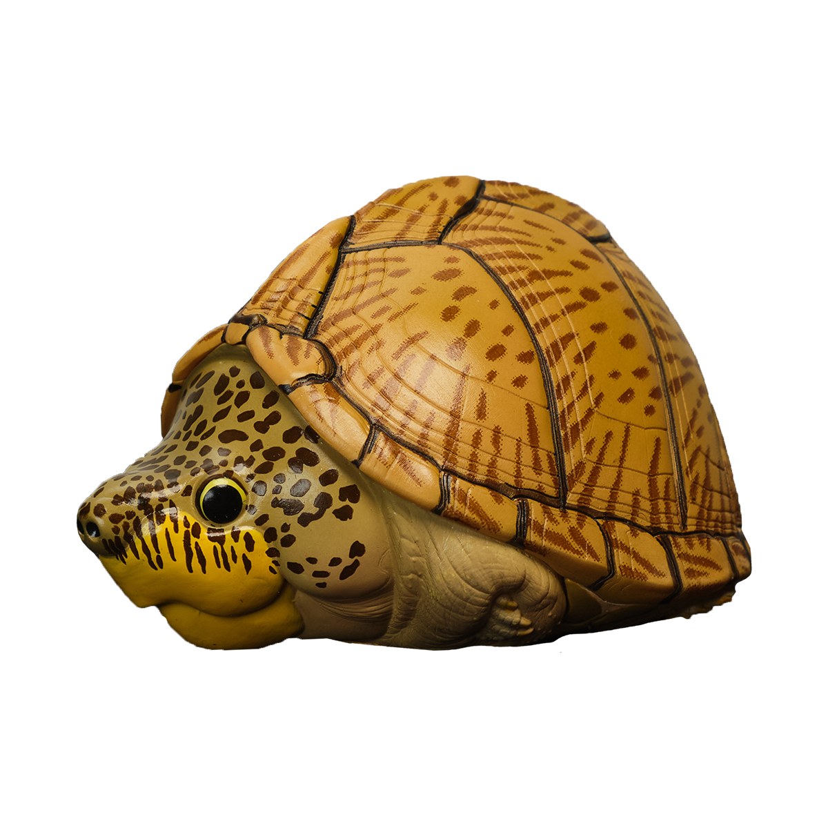 AHB-V8-02_01-9f7187b1 AHB Series 8 - Razor-backed Musk Turtle – Sternotherus carinatus | Turtle