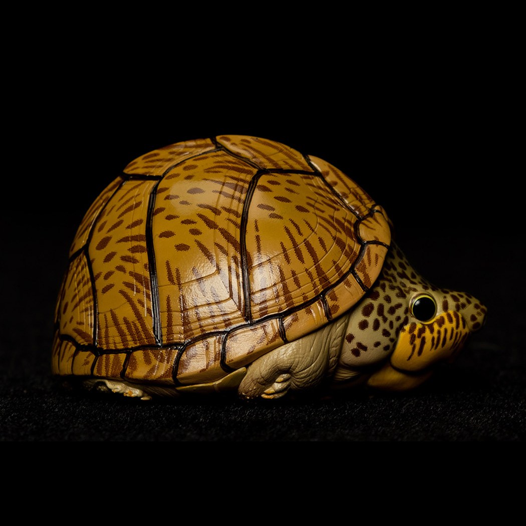 AHB-V8-02_02-e70a9e7c AHB Series 8 - Razor-backed Musk Turtle – Sternotherus carinatus | Turtle