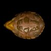AHB-V8-02_05-10c716cd AHB Series 8 - Razor-backed Musk Turtle – Sternotherus carinatus | Turtle