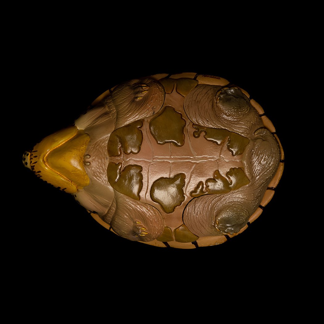 AHB-V8-02_05-10c716cd AHB Series 8 - Razor-backed Musk Turtle – Sternotherus carinatus | Turtle