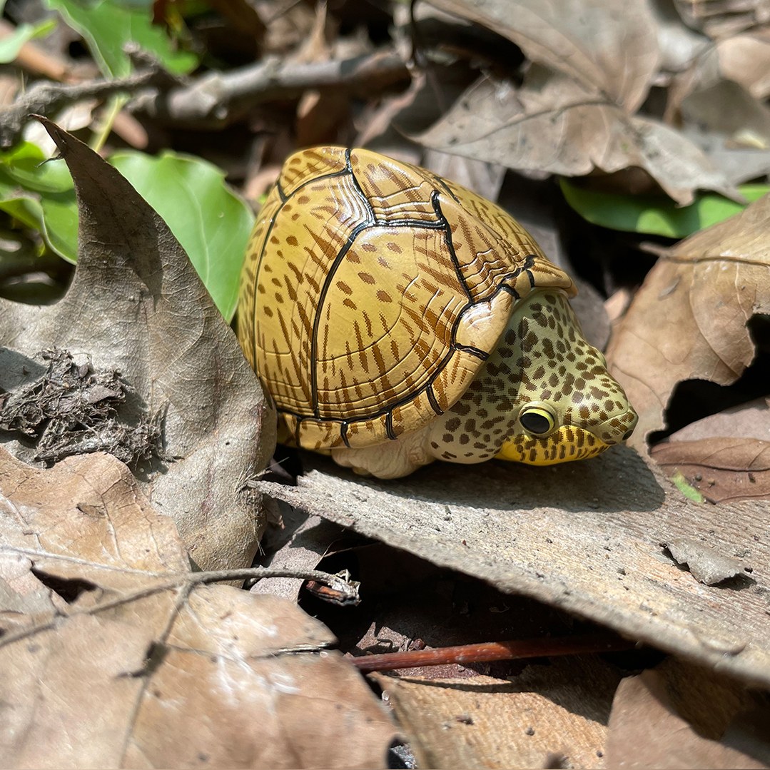 AHB-V8-02_07-b2c64eea AHB Series 8 - Razor-backed Musk Turtle – Sternotherus carinatus | Turtle