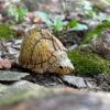 AHB-V8-02_08-c2dbc1de AHB Series 8 - Razor-backed Musk Turtle – Sternotherus carinatus | Turtle