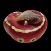 AHB Series 9 / Python brongersmai - Blood Python / Snake
