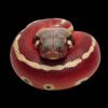 AHB Series 9 / Python brongersmai - Blood Python / Snake