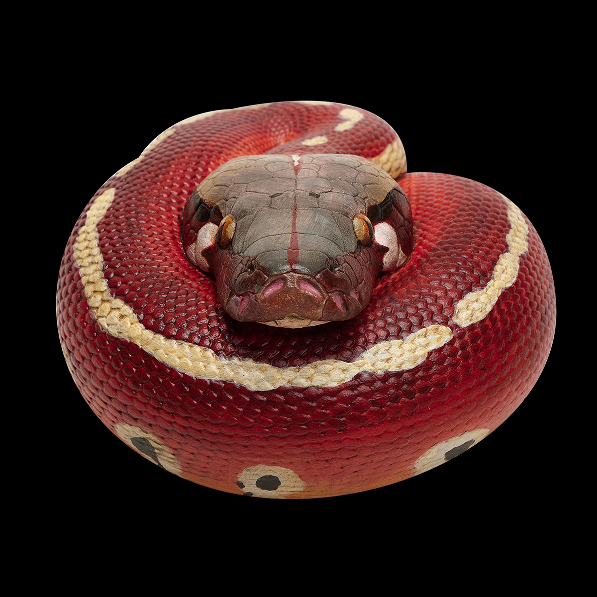 AHB Series 9 / Python brongersmai - Blood Python / Snake