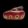 AHB Series 9 / Python brongersmai - Blood Python / Snake