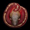 AHB Series 9 / Python brongersmai - Blood Python / Snake