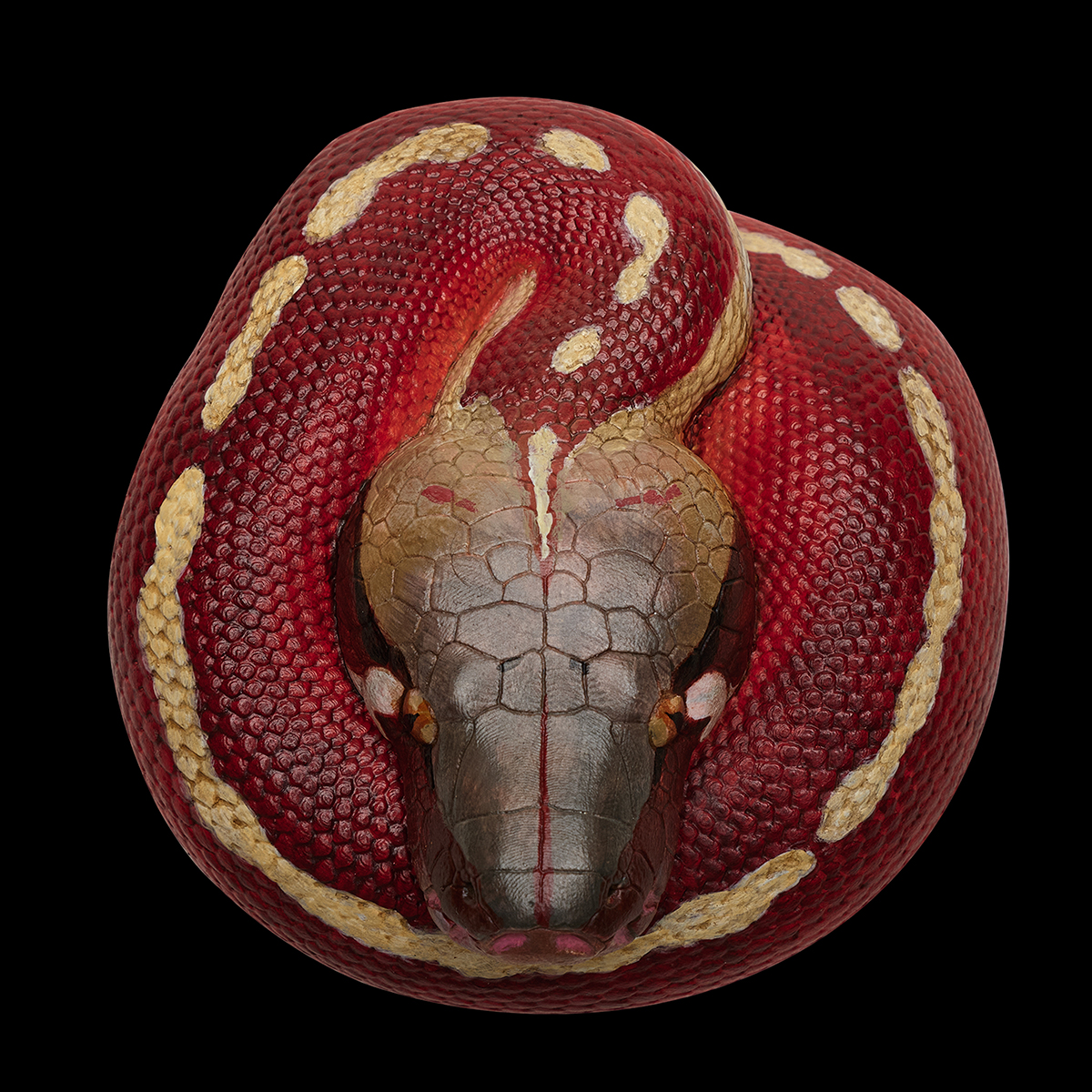 AHB Series 9 / Python brongersmai - Blood Python / Snake