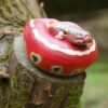 AHB Series 9 / Python brongersmai - Blood Python / Snake