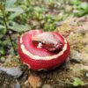 AHB Series 9 / Python brongersmai - Blood Python / Snake
