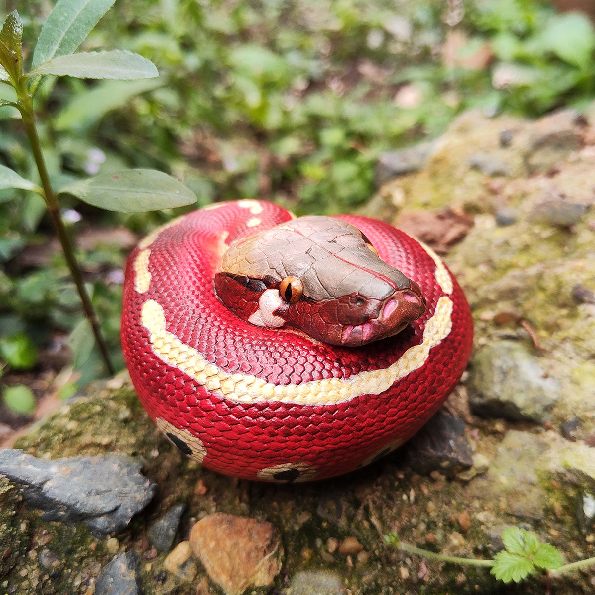 AHB Series 9 / Python brongersmai - Blood Python / Snake