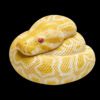 AHB Series 9 / Python molurus bivittatus (Albino) - Albino Burmese Python / Snake