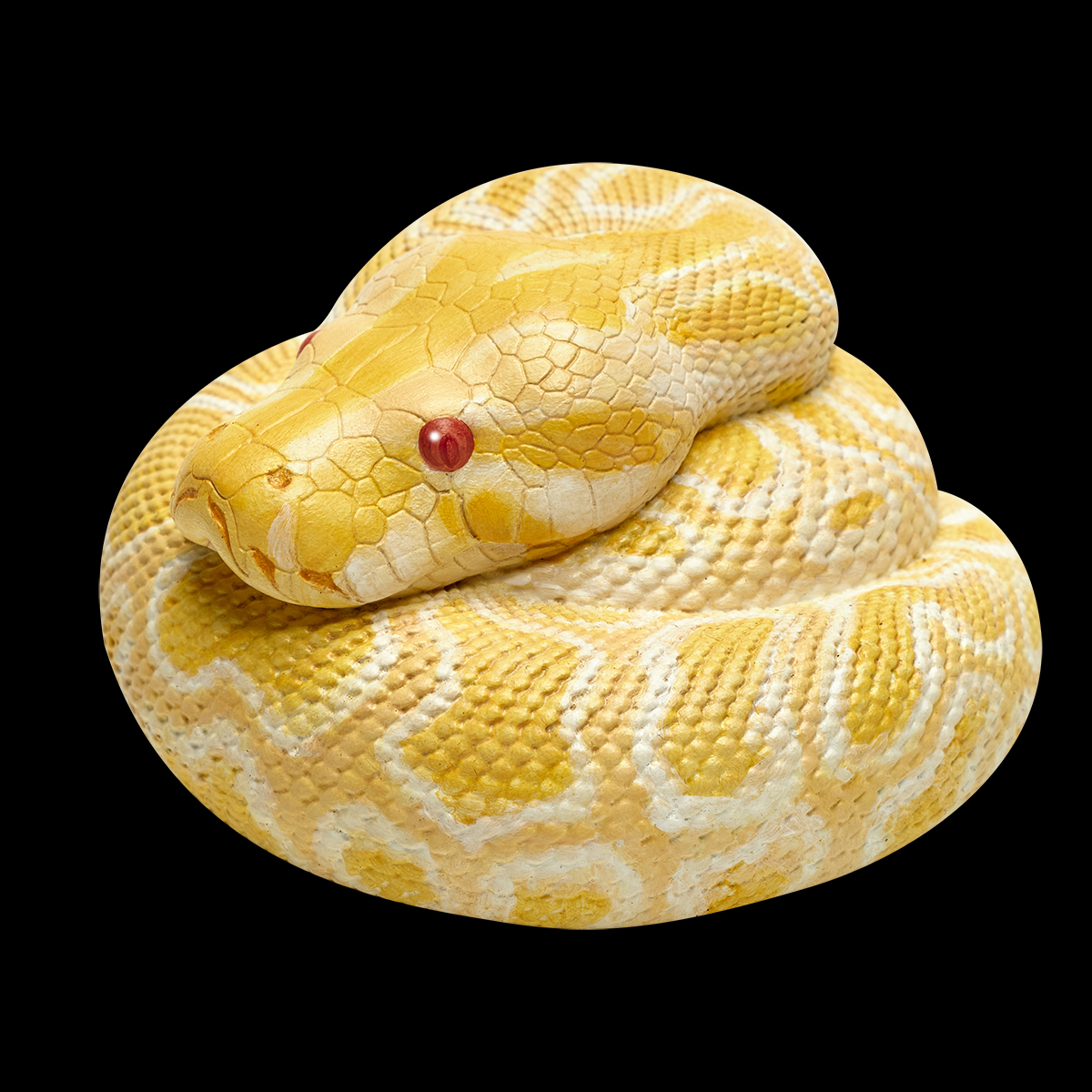 AHB Series 9 / Python molurus bivittatus (Albino) - Albino Burmese Python / Snake