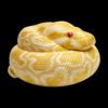 AHB Series 9 / Python molurus bivittatus (Albino) - Albino Burmese Python / Snake