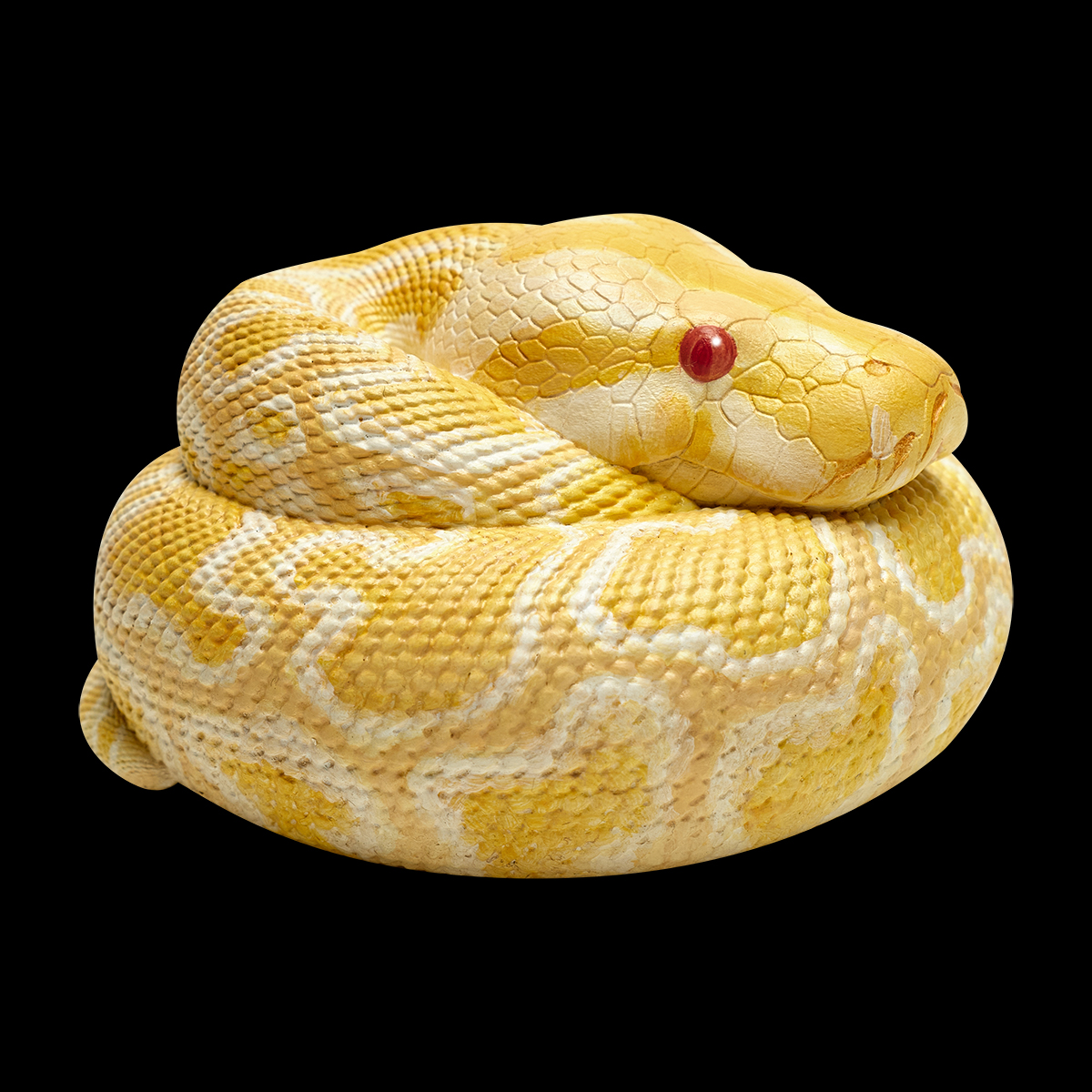 AHB Series 9 / Python molurus bivittatus (Albino) - Albino Burmese Python / Snake