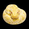 AHB Series 9 / Python molurus bivittatus (Albino) - Albino Burmese Python / Snake