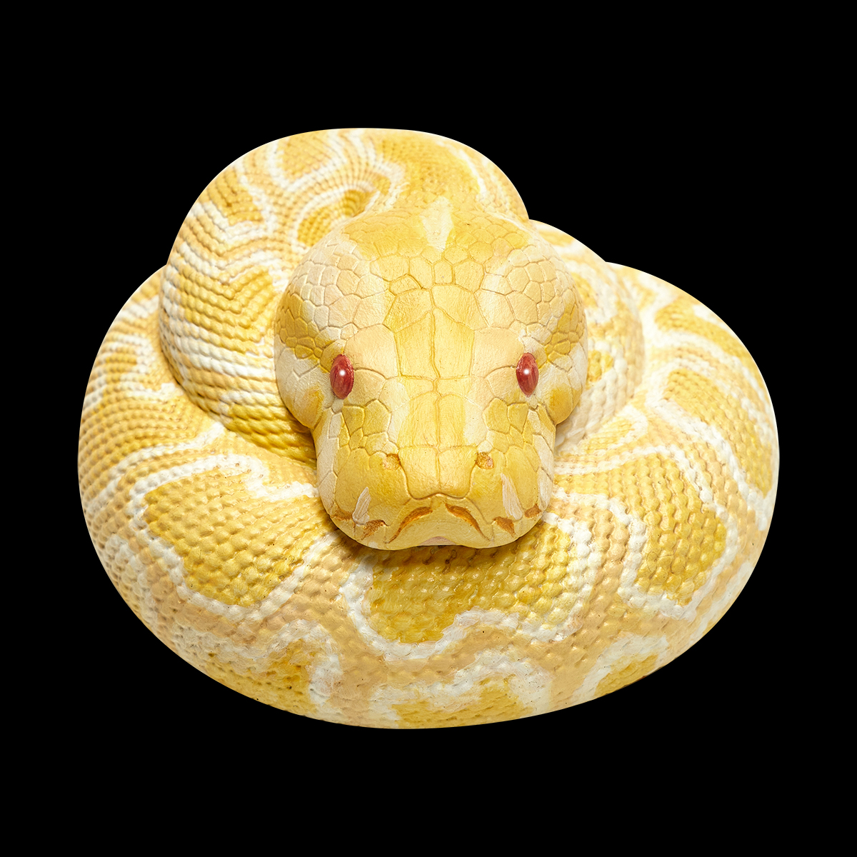 AHB Series 9 / Python molurus bivittatus (Albino) - Albino Burmese Python / Snake