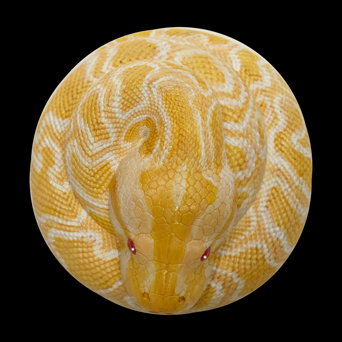 AHB Series 9 / Python molurus bivittatus (Albino) - Albino Burmese Python / Snake