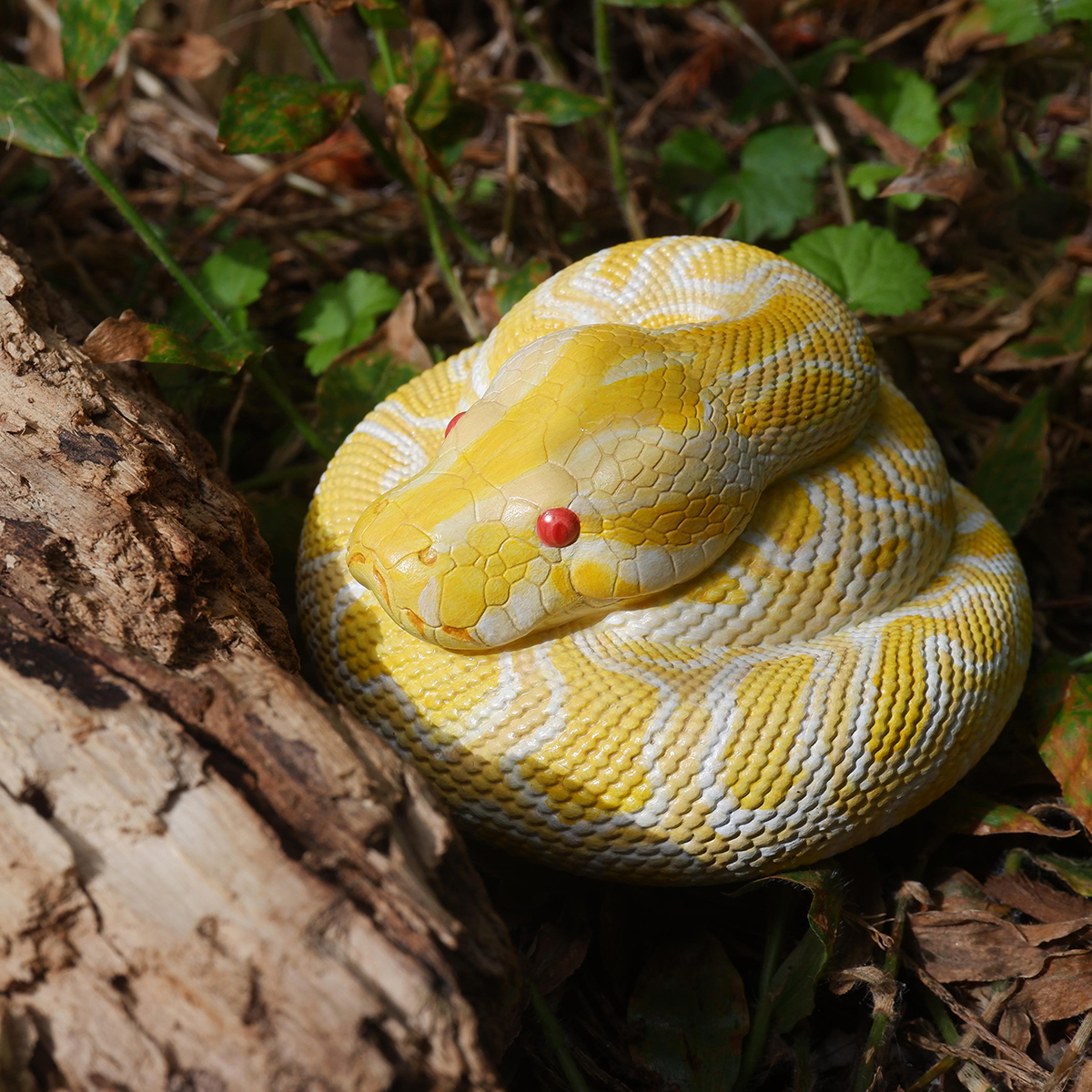 AHB Series 9 / Python molurus bivittatus (Albino) - Albino Burmese Python / Snake