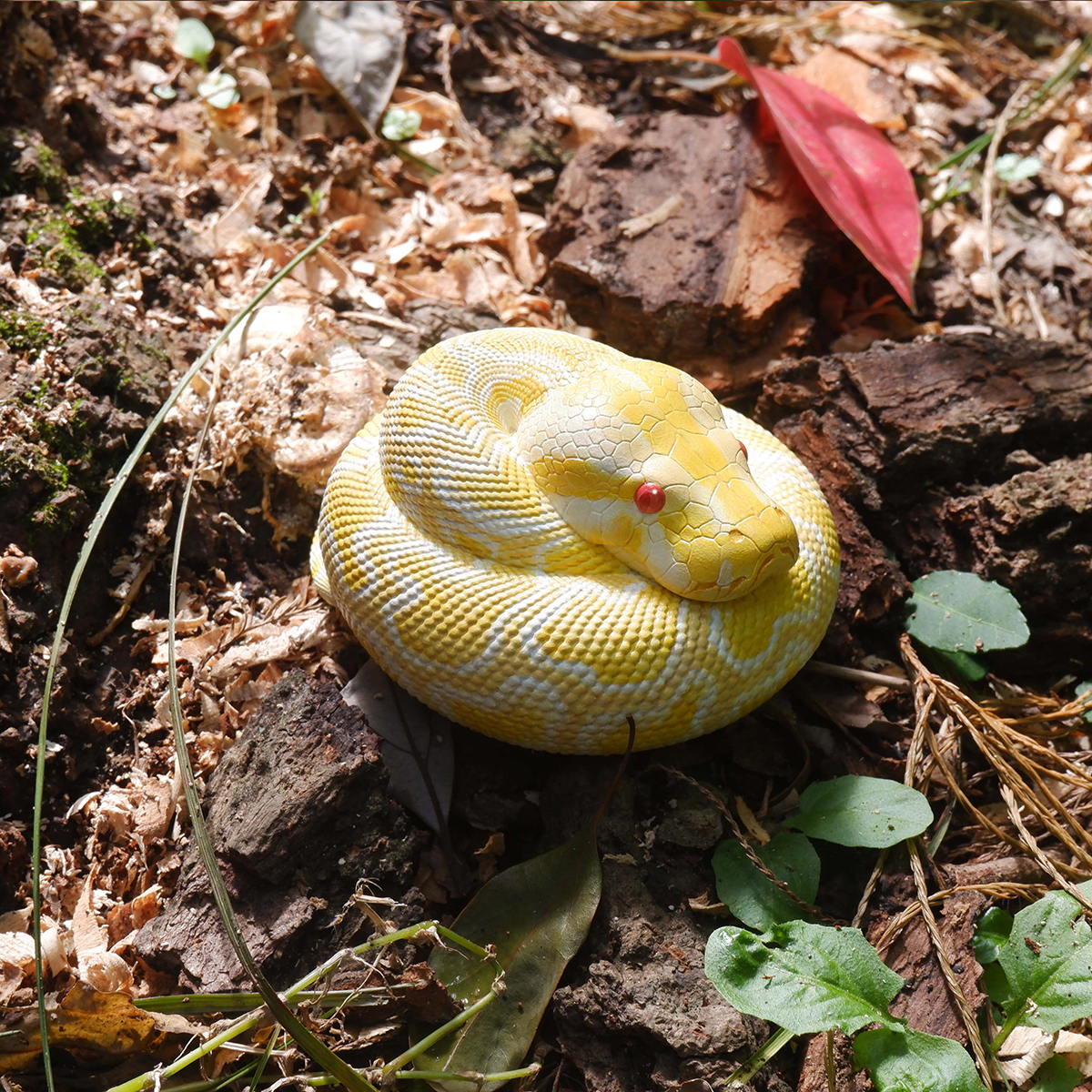 AHB Series 9 / Python molurus bivittatus (Albino) - Albino Burmese Python / Snake