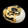 AHB Series 9 / Python regius (Pastel Pied) - Pastel Pied Ball Python / Snake