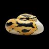 AHB Series 9 / Python regius (Pastel Pied) - Pastel Pied Ball Python / Snake
