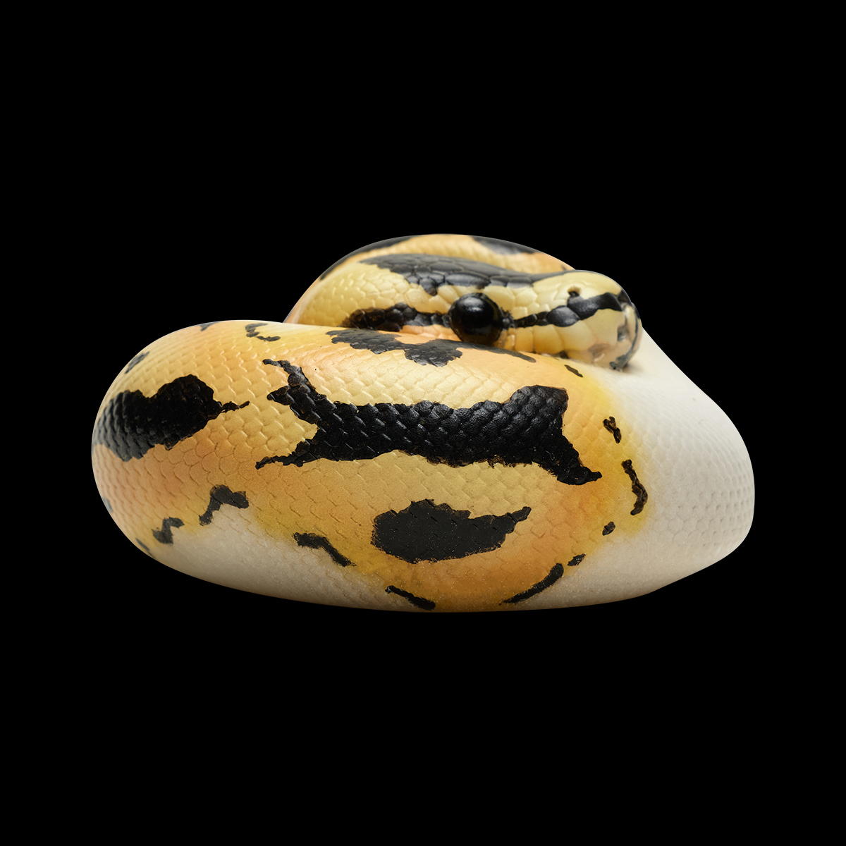 AHB Series 9 / Python regius (Pastel Pied) - Pastel Pied Ball Python / Snake
