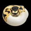 AHB Series 9 / Python regius (Pastel Pied) - Pastel Pied Ball Python / Snake