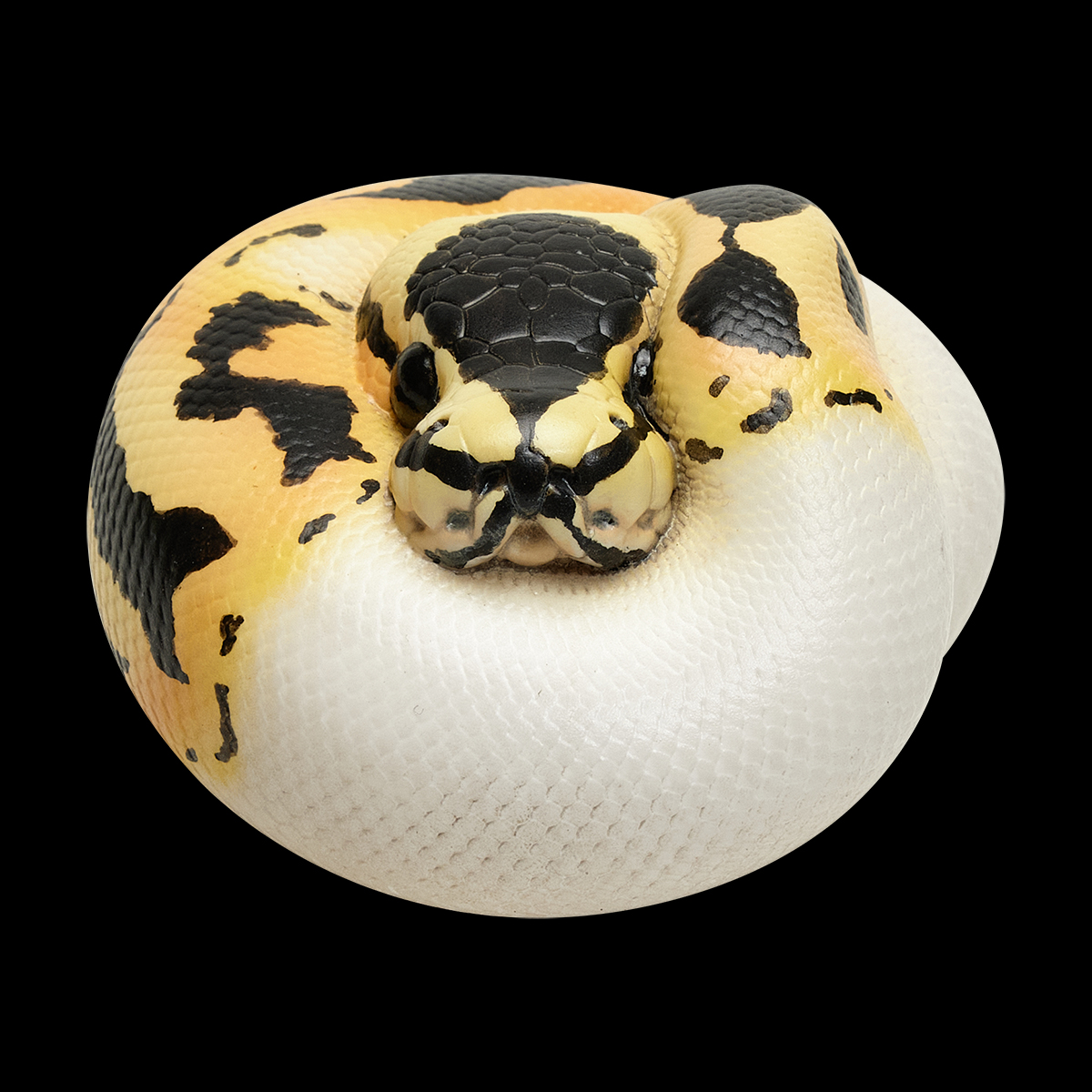 AHB Series 9 / Python regius (Pastel Pied) - Pastel Pied Ball Python / Snake