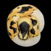 AHB Series 9 / Python regius (Pastel Pied) - Pastel Pied Ball Python / Snake