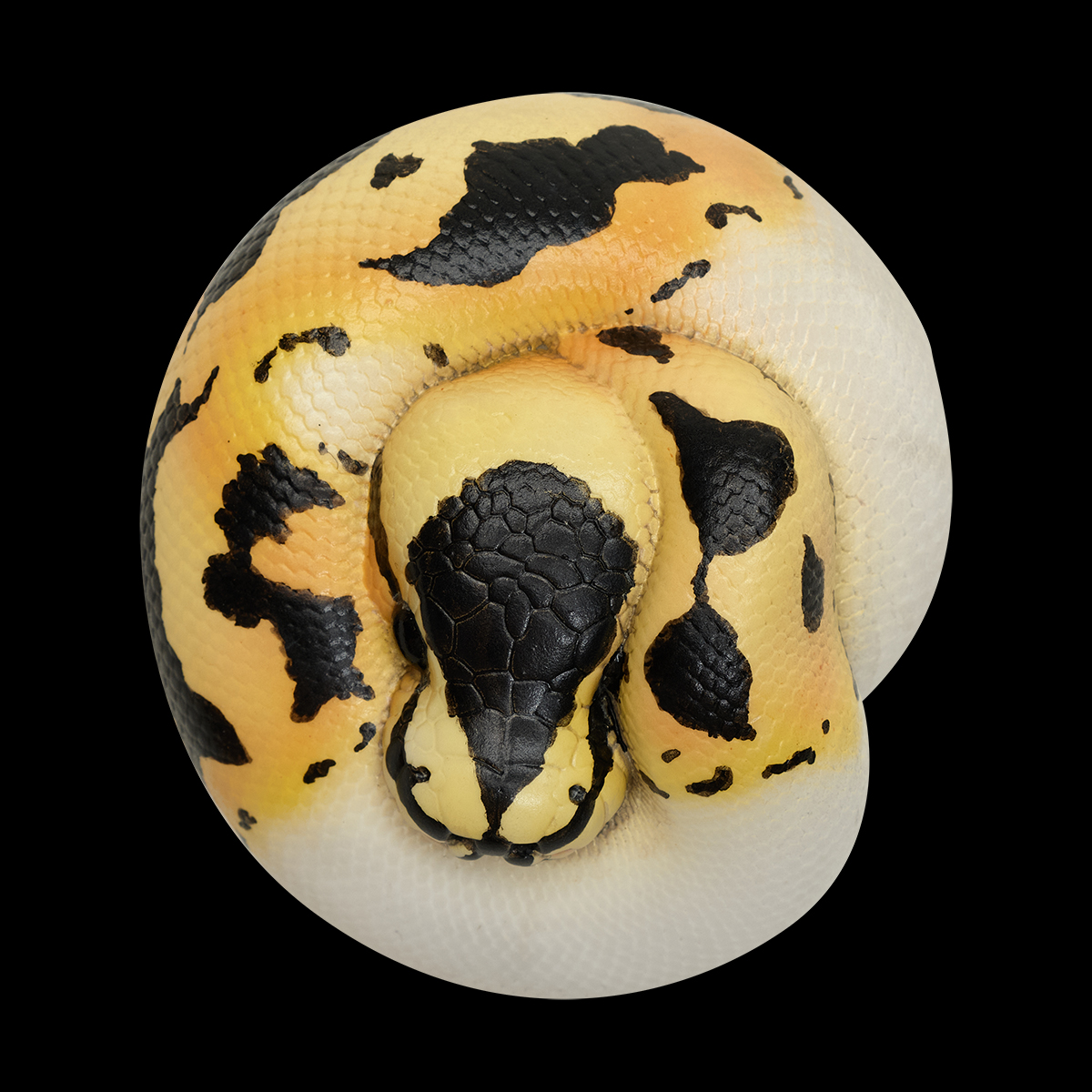 AHB Series 9 / Python regius (Pastel Pied) - Pastel Pied Ball Python / Snake