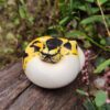 AHB Series 9 / Python regius (Pastel Pied) - Pastel Pied Ball Python / Snake