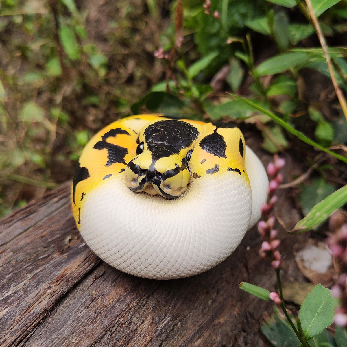 AHB Series 9 / Python regius (Pastel Pied) - Pastel Pied Ball Python / Snake