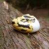AHB Series 9 / Python regius (Pastel Pied) - Pastel Pied Ball Python / Snake