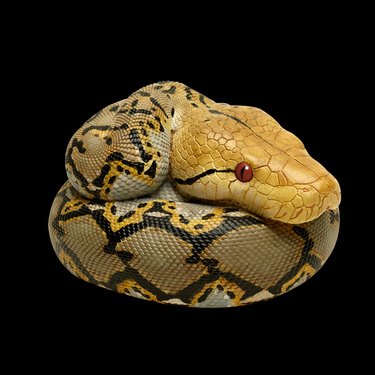 AHB Series 9 / Python reticulatus - Reticulated Python / Snake