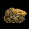 AHB Series 9 / Python reticulatus - Reticulated Python / Snake