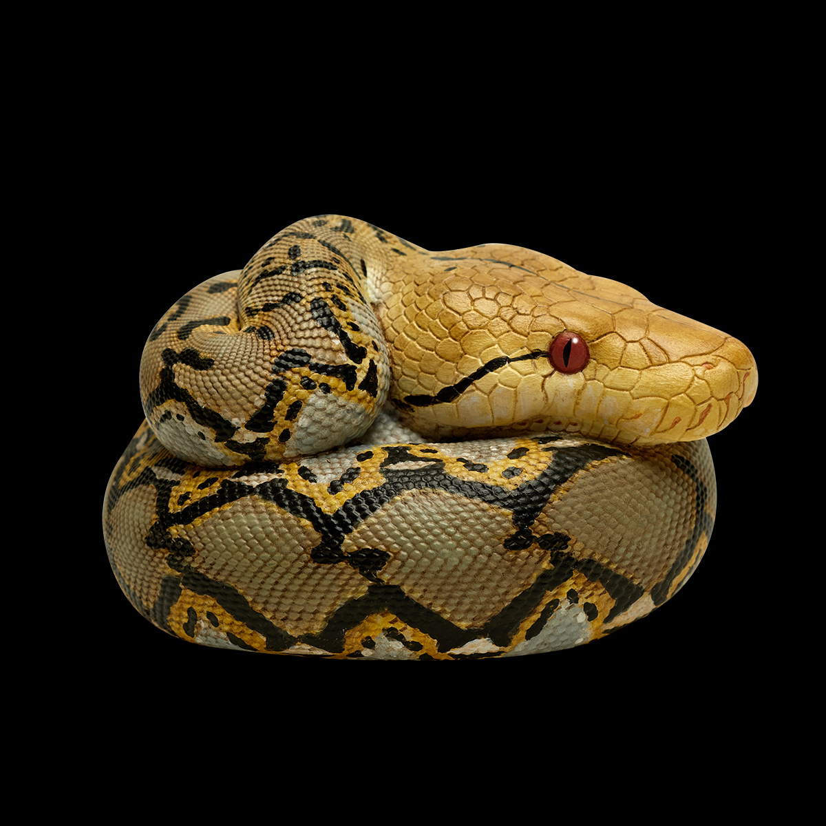 AHB Series 9 / Python reticulatus - Reticulated Python / Snake