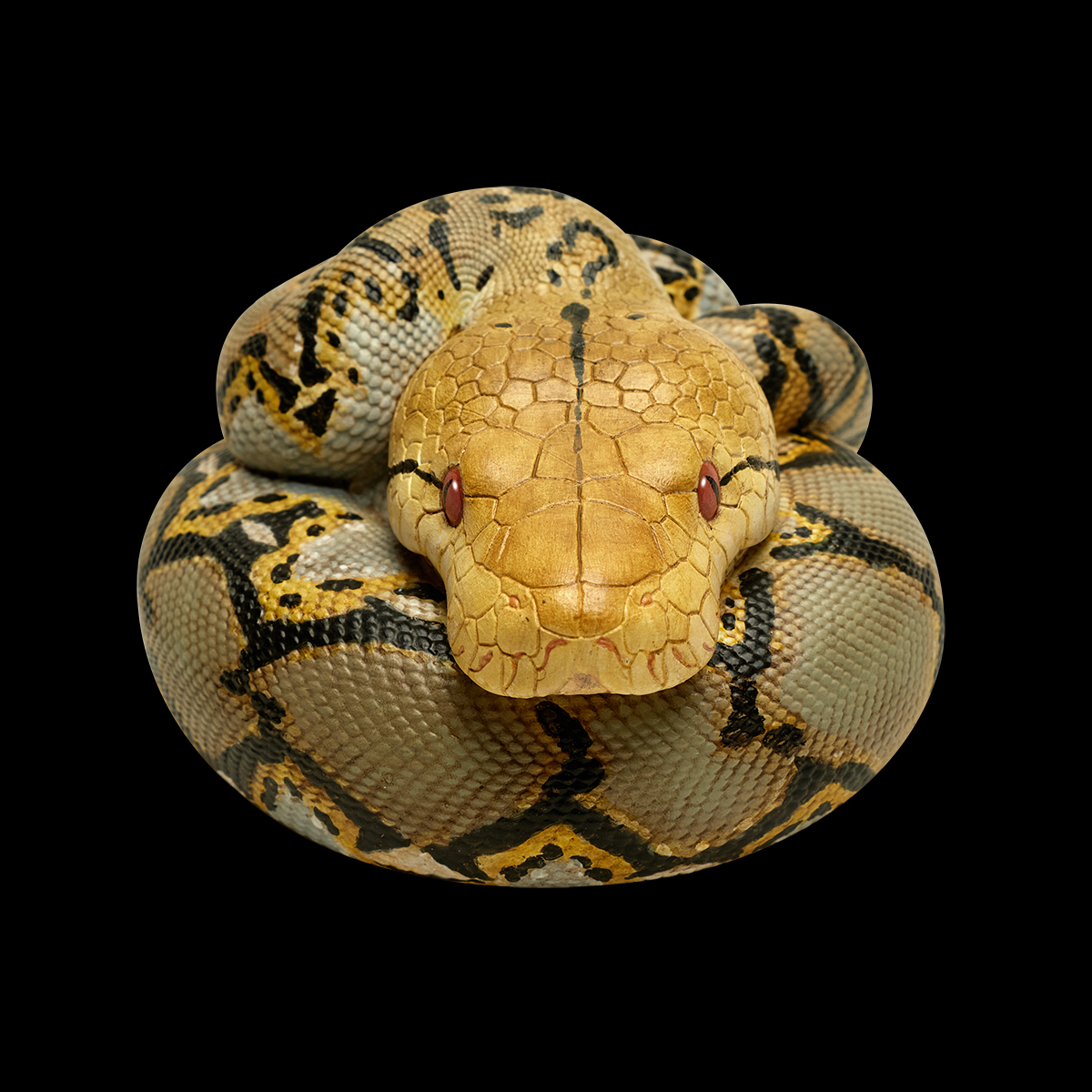 AHB Series 9 / Python reticulatus - Reticulated Python / Snake