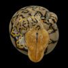 AHB Series 9 / Python reticulatus - Reticulated Python / Snake