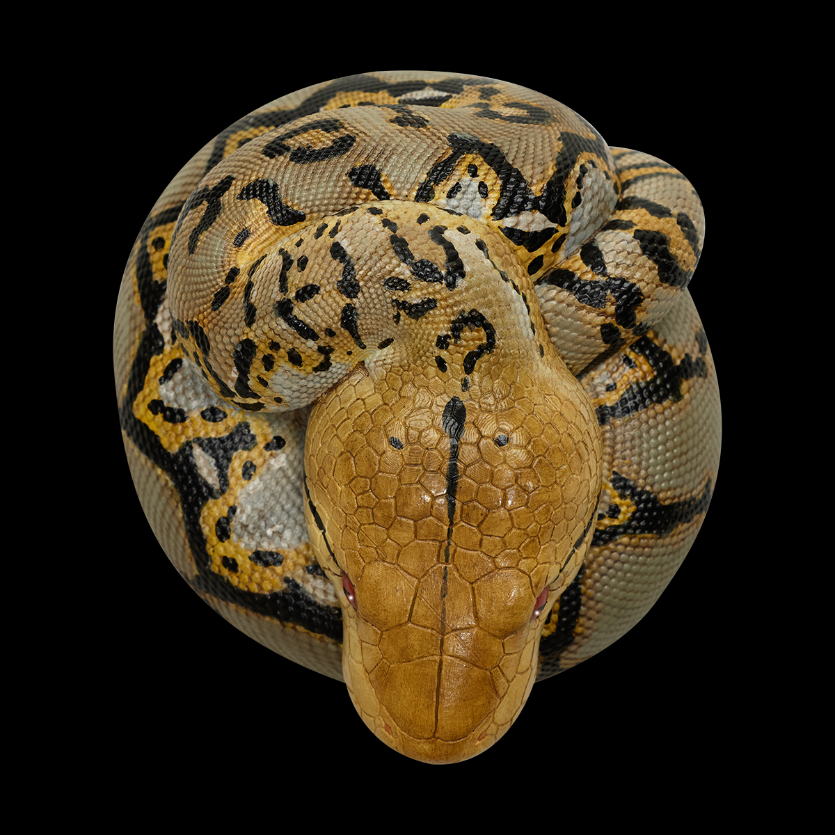 AHB Series 9 / Python reticulatus - Reticulated Python / Snake