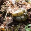 AHB Series 9 / Python reticulatus - Reticulated Python / Snake